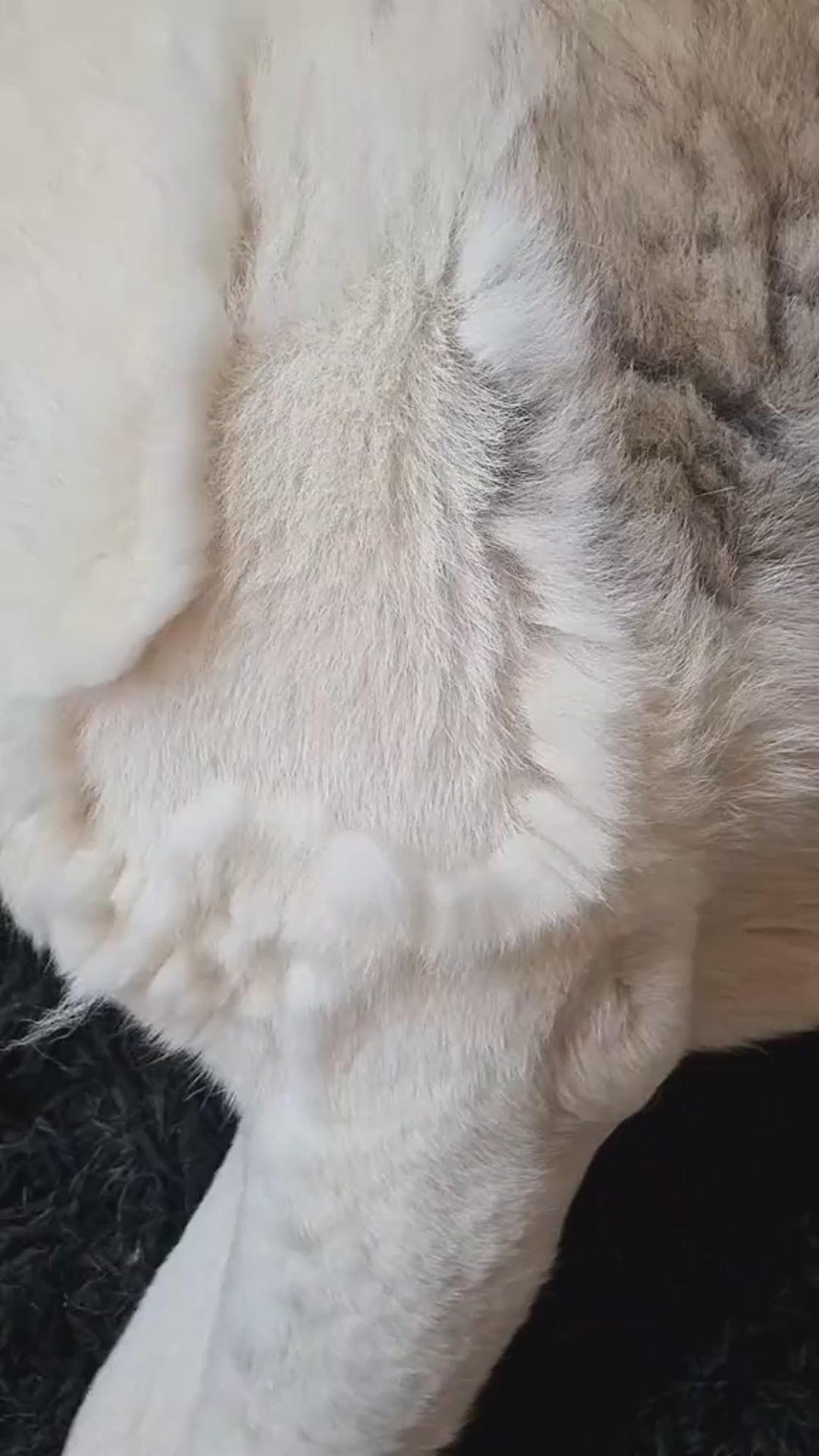 ⭐Cepillo Quita Pelos De Mascota 2pcs